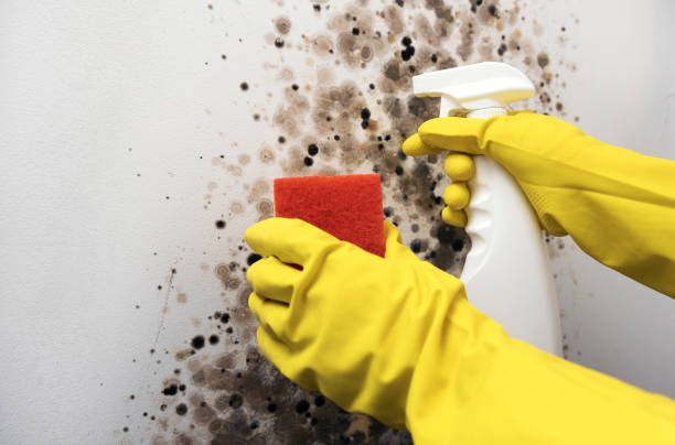 Professional Mold Removal in Strongsville, OH