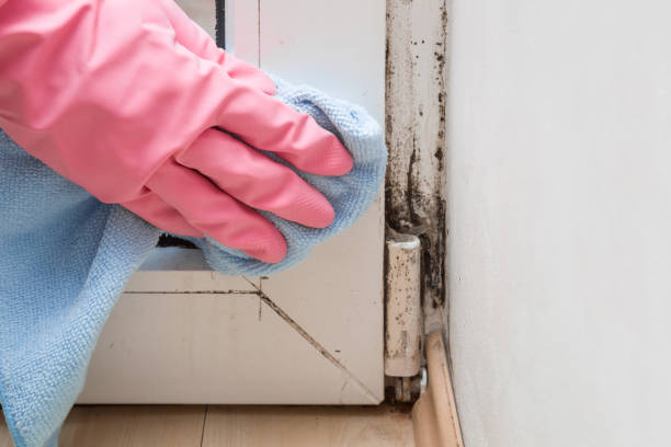 Best Mold Removal Process  in Strongsville, OH